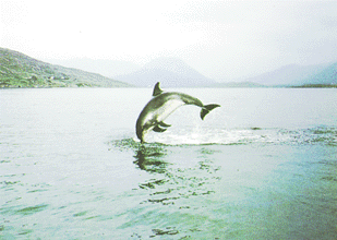 Dolphins are visitors to Ballinakill Bay